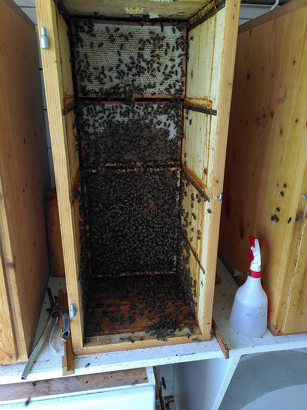 Geöffneter Bienenkasten